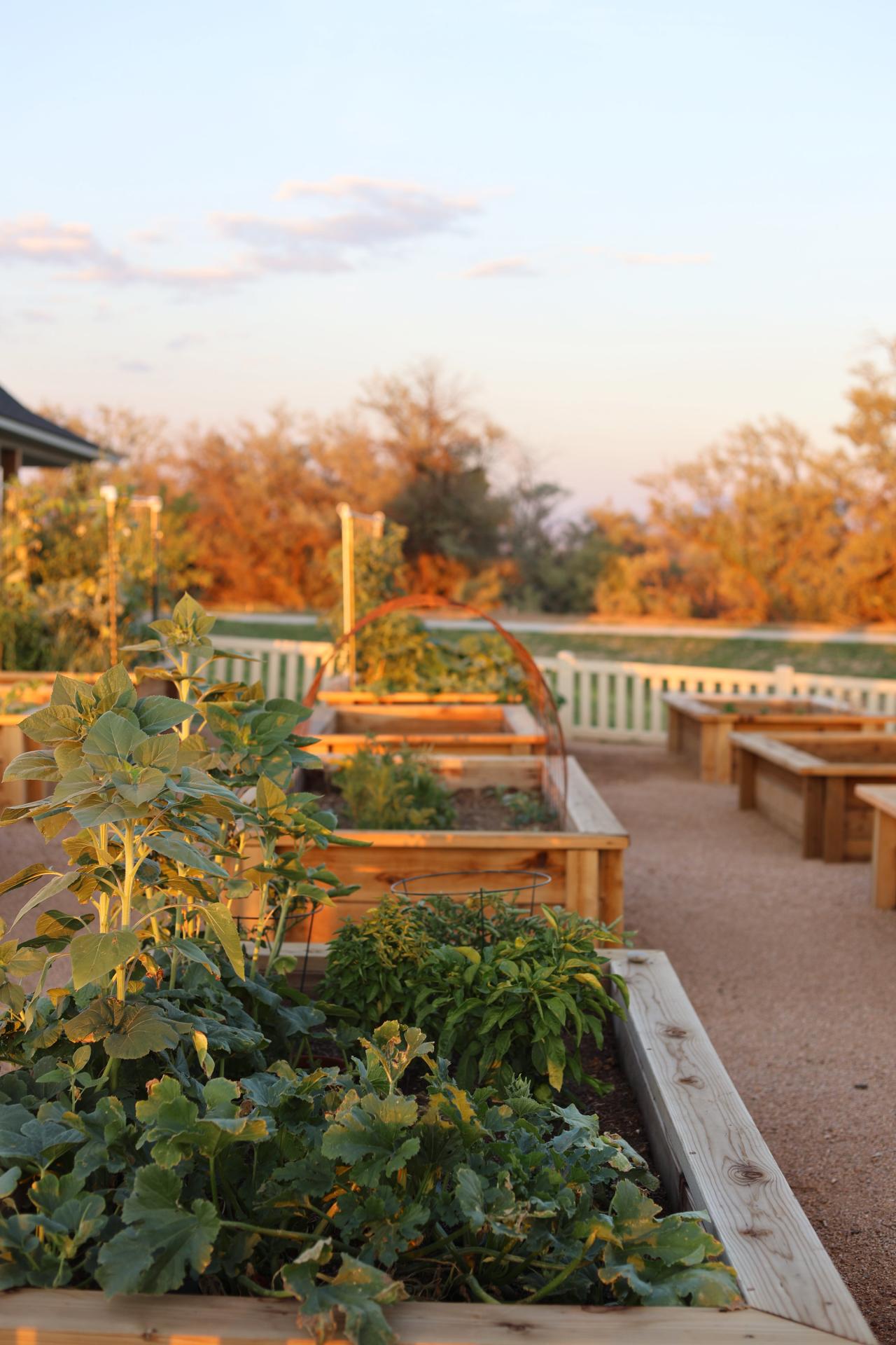 Korima community Garden boxes