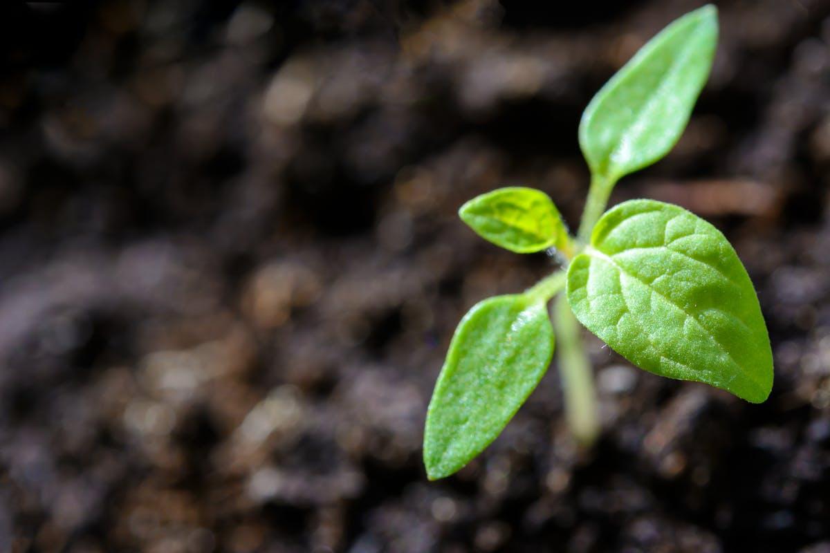 A small green sprout emerging from raised garden box soil, demonstrating how garden boxes retain higher soil temperatures compared to ground soil. 