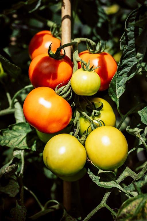 Close-up of fresh, ripe red tomatoes showcasing smooth skin and vibrant color. Perfect for culinary, agricultural, and healthy eating contexts