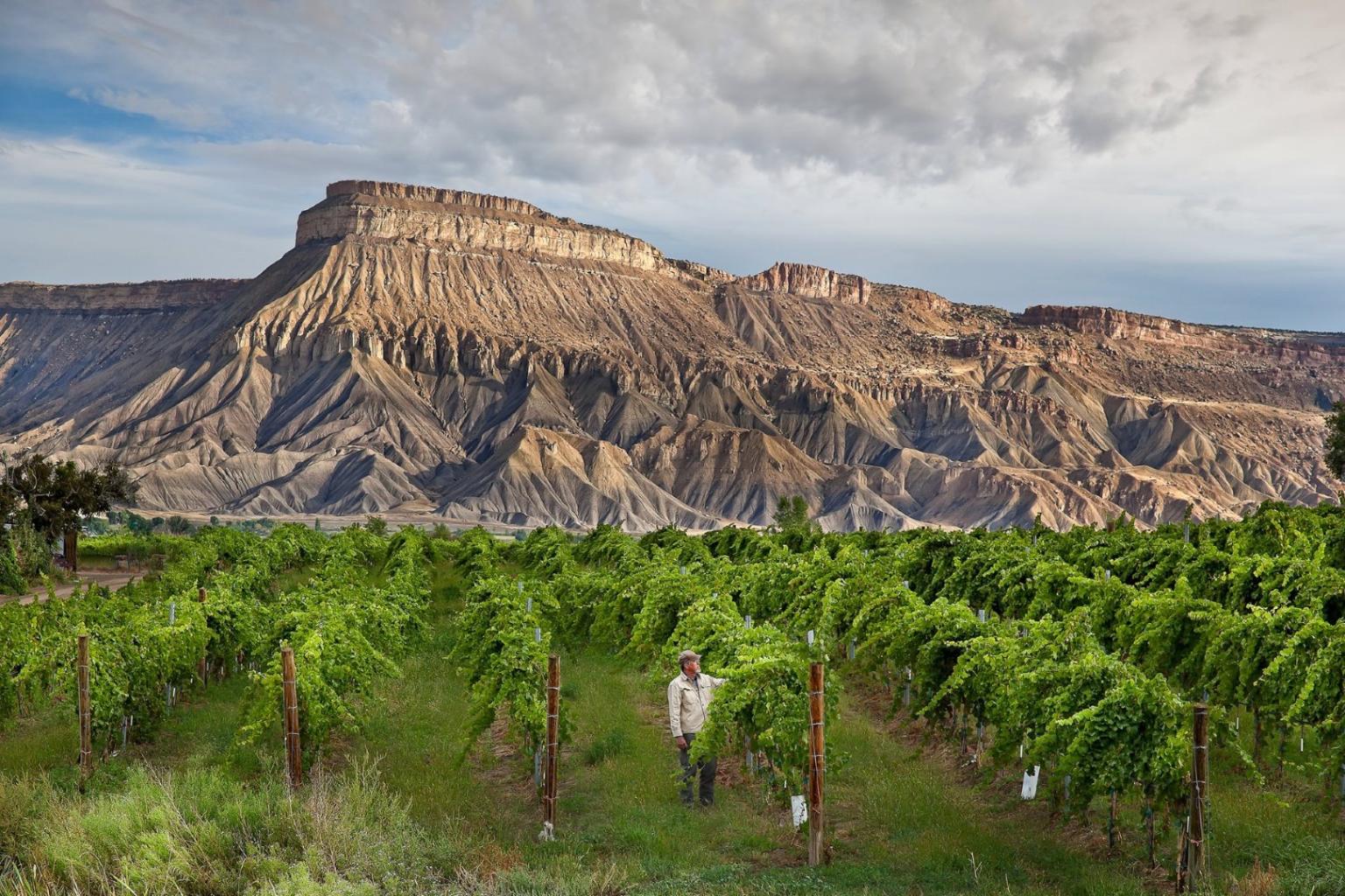 palisade_wine_country