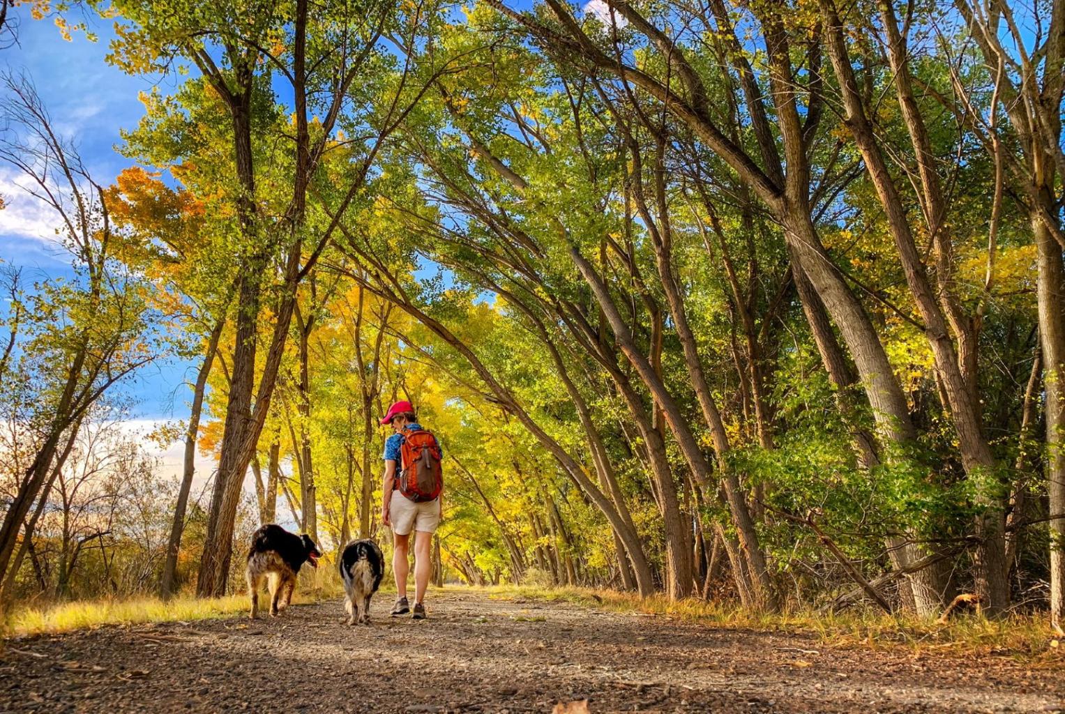 Person walking their dogs along a community trail surrounded by trees. The scene highlights outdoor activity, pet companionship, and a serene beauty of nature. 