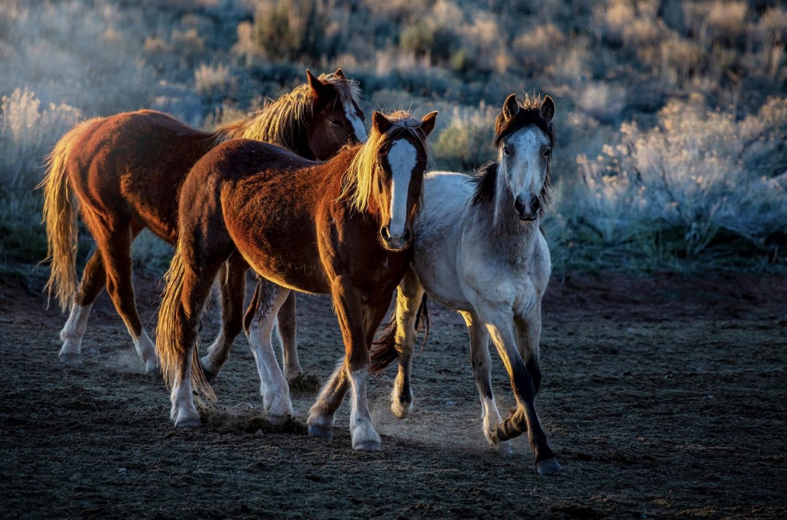 Close-up of horses running in a desert landscape, kicking up dust. The image reflects the region's strong horse culture and historical significance. 